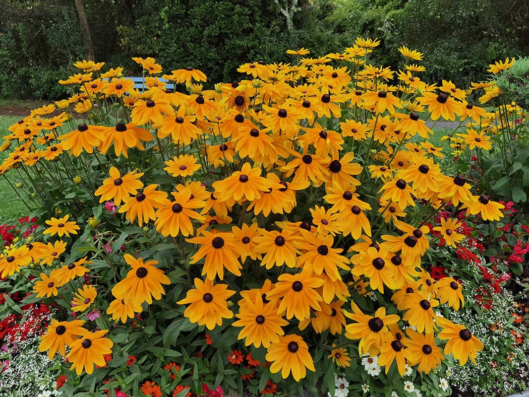 Rudbeckia fulgida var speciosa